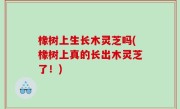 橡树上生长木灵芝吗(橡树上真的长出木灵芝了！)