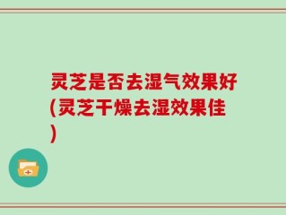 灵芝是否去湿气效果好(灵芝干燥去湿效果佳)