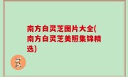 南方白灵芝图片大全(南方白灵芝美照集锦精选)