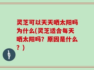 灵芝可以天天晒太阳吗为什么(灵芝适合每天晒太阳吗？原因是什么？)