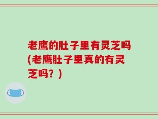 老鹰的肚子里有灵芝吗(老鹰肚子里真的有灵芝吗？)