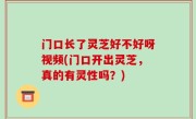 门口长了灵芝好不好呀视频(门口开出灵芝，真的有灵性吗？)