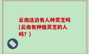 云南这边有人种灵芝吗(云南有种植灵芝的人吗？)