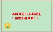石斛灵芝王(石斛灵芝：植物王者来袭！)