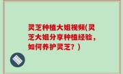 灵芝种植大姐视频(灵芝大姐分享种植经验，如何养护灵芝？)