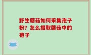 野生蘑菇如何采集孢子粉？怎么提取蘑菇中的孢子