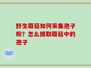 野生蘑菇如何采集孢子粉？怎么提取蘑菇中的孢子