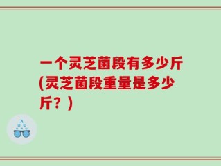 一个灵芝菌段有多少斤(灵芝菌段重量是多少斤？)