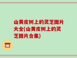 山黄皮树上的灵芝图片大全(山黄皮树上的灵芝图片合集)