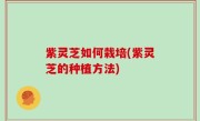 紫灵芝如何栽培(紫灵芝的种植方法)