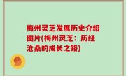 梅州灵芝发展历史介绍图片(梅州灵芝：历经沧桑的成长之路)