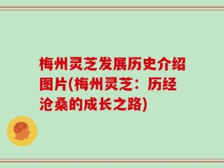 梅州灵芝发展历史介绍图片(梅州灵芝：历经沧桑的成长之路)