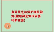 盆景灵芝怎样护理花苞好(盆景灵芝如何妥善呵护花蕾)