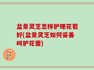 盆景灵芝怎样护理花苞好(盆景灵芝如何妥善呵护花蕾)