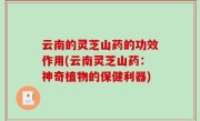 云南的灵芝山药的功效作用(云南灵芝山药：神奇植物的保健利器)