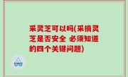 采灵芝可以吗(采摘灵芝是否安全 必须知道的四个关键问题)