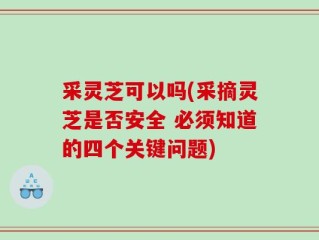 采灵芝可以吗(采摘灵芝是否安全 必须知道的四个关键问题)