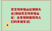 灵芝鸡养殖山庄视频大全(探秘灵芝鸡养殖山庄：全景视频展现鸡儿们的幸福生活)