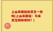 上山采蘑菇和灵芝一样吗(上山采蘑菇：与采灵芝同样奇妙？)