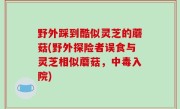 野外踩到酷似灵芝的蘑菇(野外探险者误食与灵芝相似蘑菇，中毒入院)