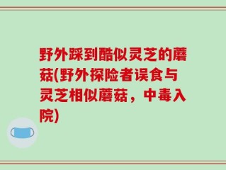 野外踩到酷似灵芝的蘑菇(野外探险者误食与灵芝相似蘑菇，中毒入院)