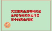 灵芝里黑虫用哪种药能杀死(有效药剂治疗灵芝中的黑虫问题)