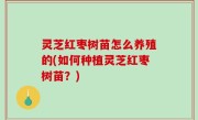 灵芝红枣树苗怎么养殖的(如何种植灵芝红枣树苗？)