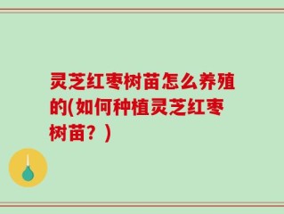 灵芝红枣树苗怎么养殖的(如何种植灵芝红枣树苗？)