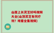 山崖上长灵芝好吗视频大全(山顶灵芝有何疗效？观看全集视频)