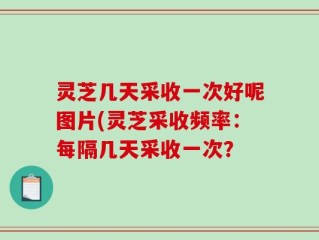 灵芝几天采收一次好呢图片(灵芝采收频率：每隔几天采收一次？
