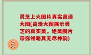 灵芝上火图片真实高清大图(高清大图展示灵芝的真实美，绝美图片带你领略其无尽神韵)