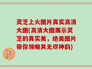 灵芝上火图片真实高清大图(高清大图展示灵芝的真实美，绝美图片带你领略其无尽神韵)