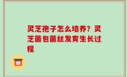 灵芝孢子怎么培养？灵芝菌包菌丝发育生长过程