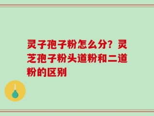 灵子孢子粉怎么分？灵芝孢子粉头道粉和二道粉的区别