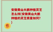 安徽黄山大鹏种植灵芝怎么样(安徽黄山大鹏种植的灵芝质量如何？)