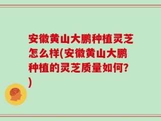 安徽黄山大鹏种植灵芝怎么样(安徽黄山大鹏种植的灵芝质量如何？)