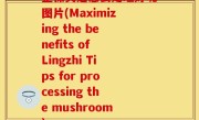 整棵灵芝怎么处理好呢图片(Maximizing the benefits of Lingzhi Tips for processing the mushroom)