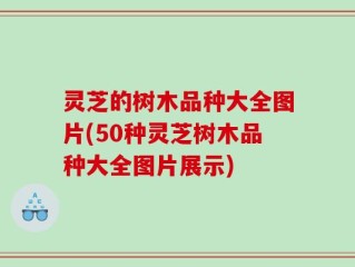 灵芝的树木品种大全图片(50种灵芝树木品种大全图片展示)