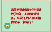 采灵芝抬树墩子视频播放(神奇！不用机械设备，采灵芝的人用手抬树墩子，惊呆了！