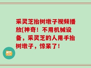 采灵芝抬树墩子视频播放(神奇！不用机械设备，采灵芝的人用手抬树墩子，惊呆了！