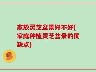 家放灵芝盆景好不好(家庭种植灵芝盆景的优缺点)