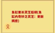 鱼缸里长灵芝后续(鱼缸内奇妙之灵芝：更新揭密)