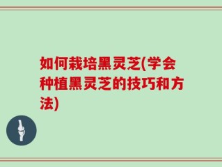 如何栽培黑灵芝(学会种植黑灵芝的技巧和方法)