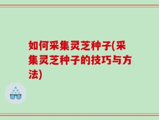 如何采集灵芝种子(采集灵芝种子的技巧与方法)
