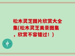 松木灵芝图片欣赏大全集(松木灵芝美景图集，欣赏不容错过！)
