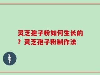 灵芝孢子粉如何生长的？灵芝孢子粉制作法