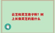 云芝和灵芝孢子粉？树上长像灵芝的是什么