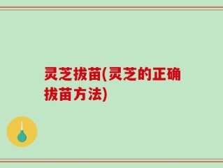 灵芝拔苗(灵芝的正确拔苗方法)