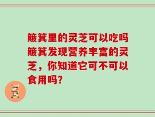 簸箕里的灵芝可以吃吗簸箕发现营养丰富的灵芝，你知道它可不可以食用吗？