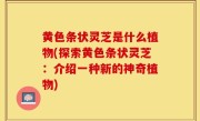 黄色条状灵芝是什么植物(探索黄色条状灵芝：介绍一种新的神奇植物)